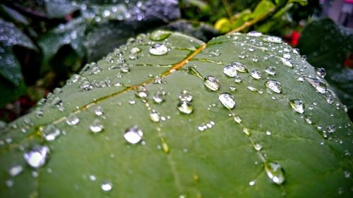 Close-up of water drops on leaves