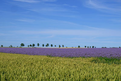 Scenic view of field against blue sky