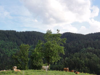 Cattles on field against trees