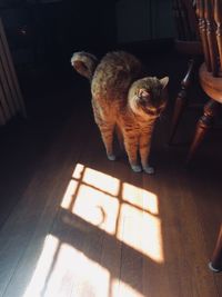 High angle view of cat standing on hardwood floor