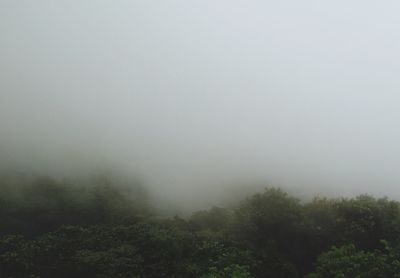 Trees in forest against sky