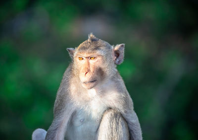 Close-up of monkey looking away