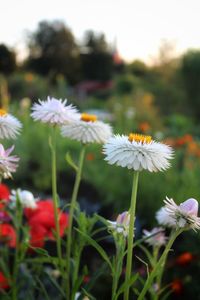 Close-up of white flowering plant on field