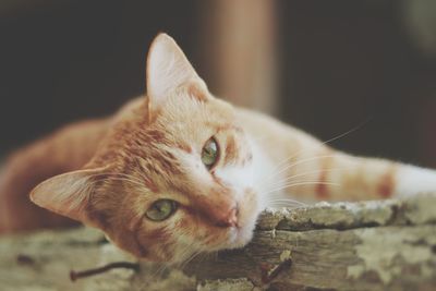 Close-up portrait of a ginger cat