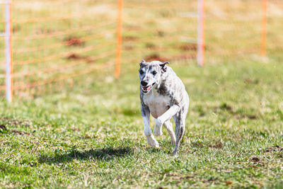 Dogs running on field