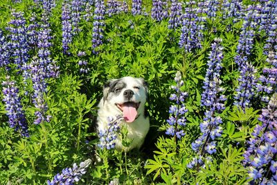 High angle view of dog amidst flowering plants