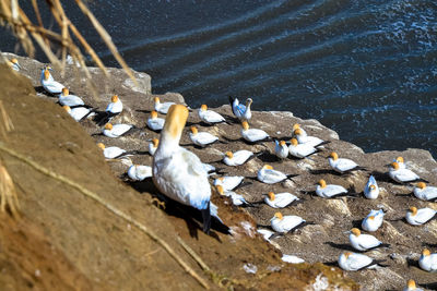 High angle view of ducks floating on lake