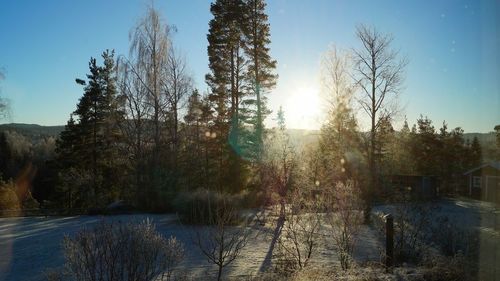 Bare trees on snow covered landscape