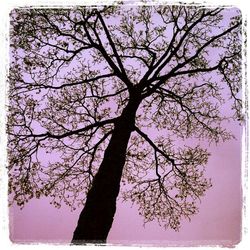 Low angle view of bare trees against sky