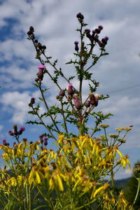 Low angle view of flowers blooming on tree against sky