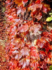 Close-up of maple leaves during autumn