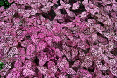 Full frame shot of pink flowers
