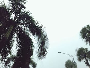 Low angle view of palm trees against clear sky