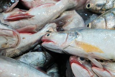 Close-up of fish for sale in market