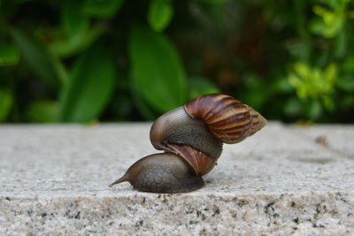 Close-up of snail