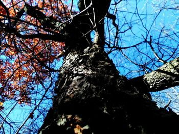 Low angle view of trees against sky