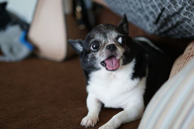 Portrait of dog relaxing at home