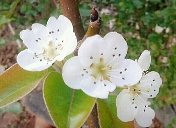 Close-up of white flowers
