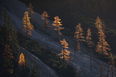 Trees in forest during autumn