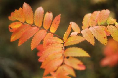 Close-up of autumnal leaves