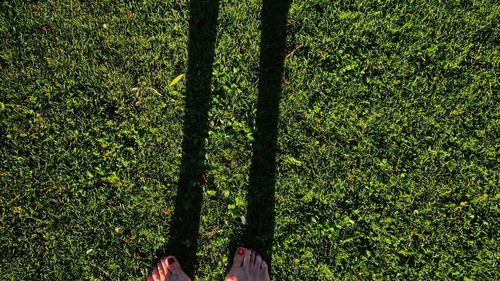 Trees on grass