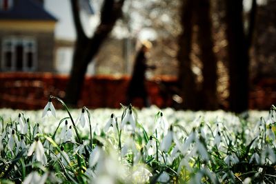 Snowdrops growing on field