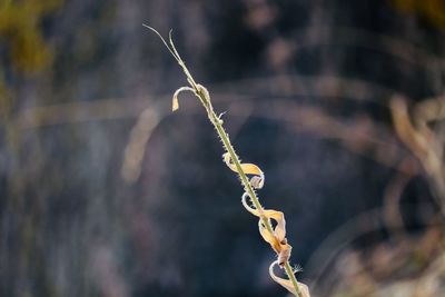 Close-up of plant growing outdoors