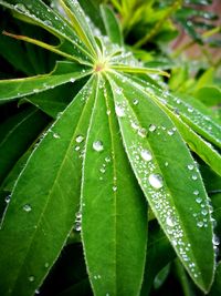 Close-up of wet plant leaves during rainy season