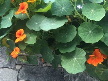 High angle view of flowering plant