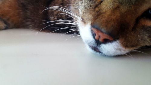 Close-up of cat