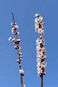 Low angle view of cherry blossom against blue sky