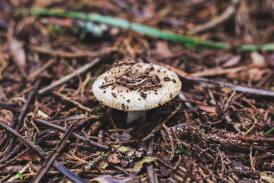 Close-up of mushroom growing on field