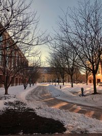 Bare trees in winter