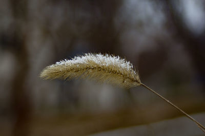 Close-up of white dandelion