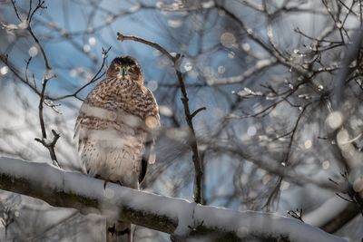 Low angle view of owl perching on branch