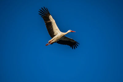 Low angle view of bird flying against clear blue sky