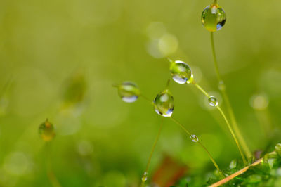 Close-up of water drops on plant