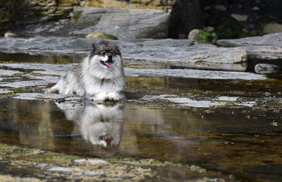 Keeshond dog in water