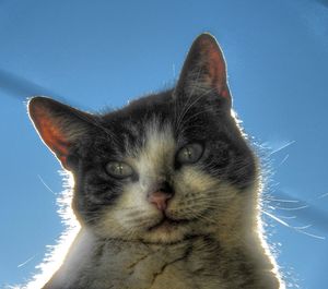 Close-up portrait of cat against clear blue sky