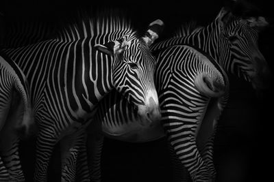 Close-up of zebras