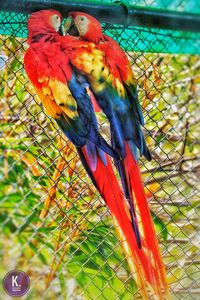 Close-up of parrot perching on branch