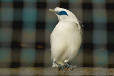 Close-up of bird perching on railing