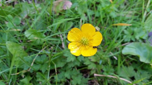 Close-up of yellow flower
