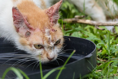 Close-up of a cat