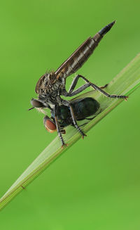 Close-up of damselfly on leaf