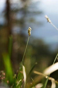 Close-up of flowering plant on field