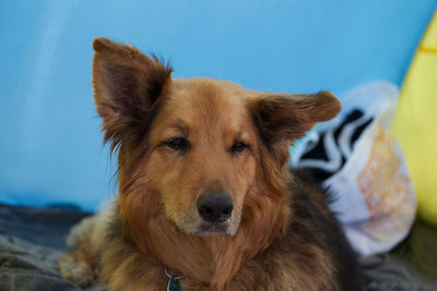 Close-up portrait of dog looking at camera