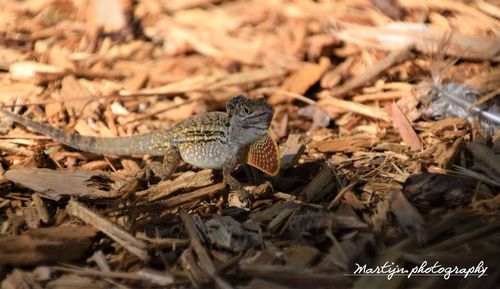 High angle view of lizard on dry land