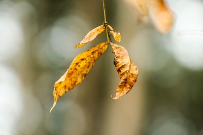 Close-up of leaf