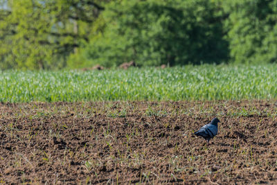 Bird perching on a field